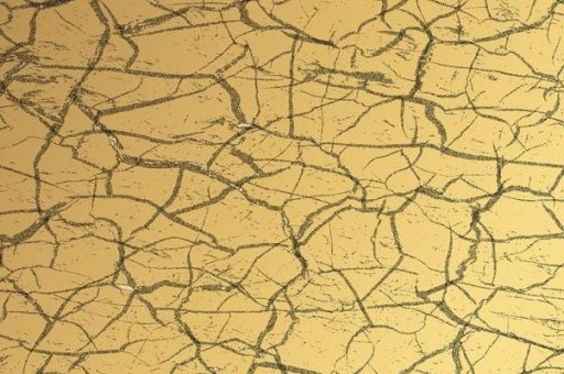 十大最爱干净的宠物狗2025年排名前十名榜单出炉